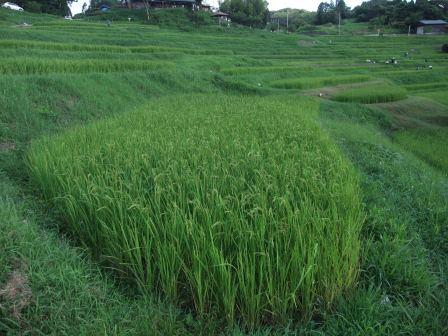 稲も順調に育っています。